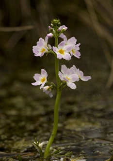 Images Dated 3rd May 2005: Water-violet, flowering in pond