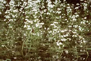 Violet Prints: Water Violets