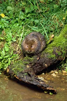 Water Vole