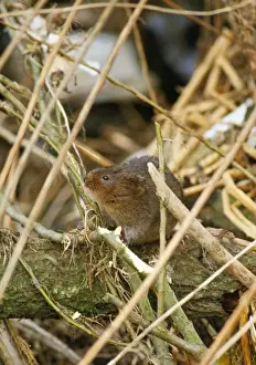 Water Vole