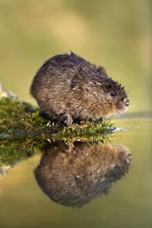 Images Dated 18th December 2007: Water Vole