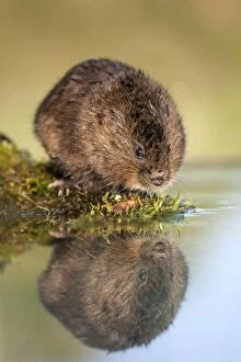 Images Dated 18th December 2007: Water Vole