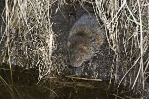 Water vole - Emerging from burrow