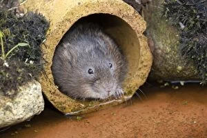Images Dated 3rd March 2012: Water Vole - emerging from drain pipe - UK