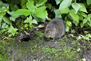 Water Vole - Feeding on river bank - Sussex - UK MA002347