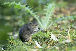 Water Vole - Feeding on river bank - Sussex - UK MA002350