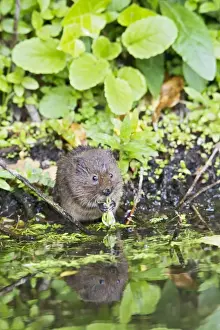Semi Aquatic Prints: Water Vole - feeding by water - Staffordshire UK 13206