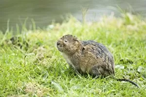Water vole - Looking up on grass bank beside canal