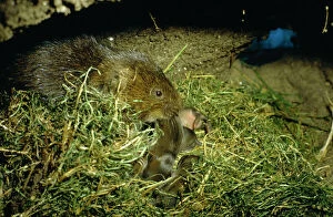 WATER VOLE - Mother and Babies