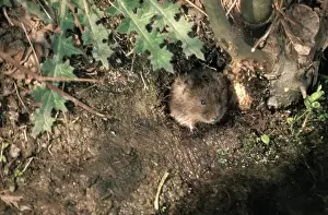 In Hole Prints: Water Vole PM 8515 UK Arvicola terrestris © Pat Morris / ardea. com