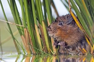 Images Dated 22nd September 2012: Water Vole - in reeds by water