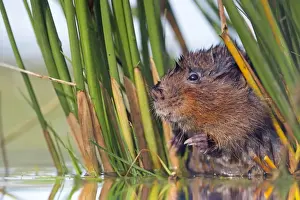 Reeds Prints: Water Vole - in reeds by water - UK