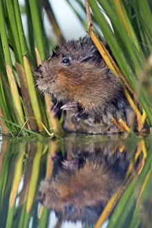 Water Vole - in reeds by water - UK