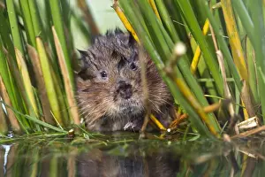 Water Vole - in reeds by water - UK