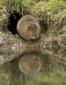 Stream Gallery: Water Vole sitting by burrow at stream with reflection