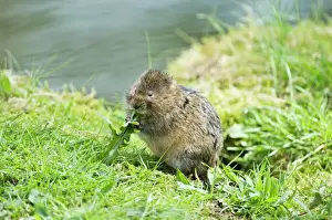Food In Mouth Prints: Water vole - Sitting up eating dandelion leaf - Derbyshire - UK
