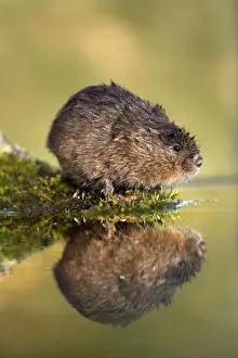 Water Vole - UK