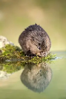 Water Vole - UK