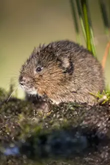 UK Wildlife Prints: Water Vole - UK