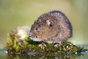 Water Vole - UK