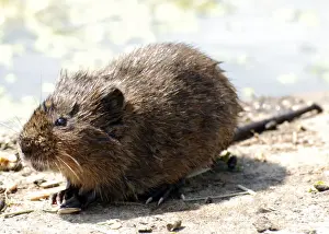 Voles Prints: Water Vole - with wet fur