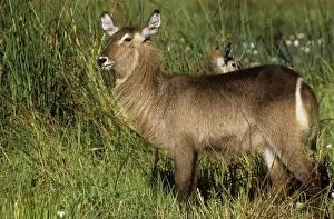 Does Prints: Waterbuck - female Okavango Delta, Botswana, Africa