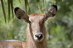 Mombasa Prints: Waterbuck - Haller Park Mombasa Kenya