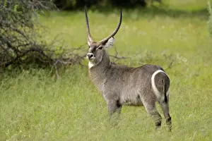 Grove Prints: Waterbuck male individual in grass savanna Kruger National Park, South Africa