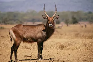 Waterbuck MI 761 Kobus ellipsiprymnus © Masahiro Iijima / ardea. com