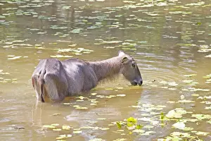 Mombasa Prints: Waterbuck - In pool - Haller Park Mombasa Kenya