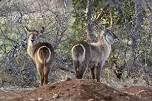 Images Dated 9th September 2009: Waterbuck - rear view of two animals - Kruger National Park - South Africa