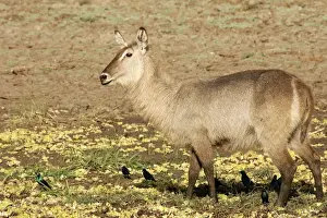 Waterbucks Prints: Waterbuck. South Luangwa Valley National Park - Zambia - Africa