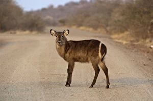 Images Dated 9th September 2009: Waterbuck - young male standing in road - Kruger National Park - South Africa