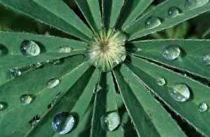 Droplets Prints: Waterdrops on leaf lupine