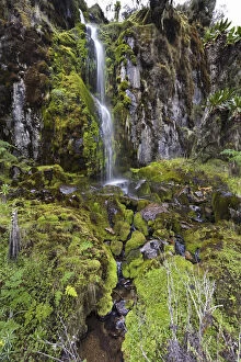 Tussock Gallery: Waterfall in the Mogusu Valley Rwenzori