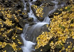Waterfall in sycamore woodland. Autumn