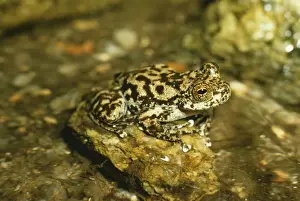 Waterfall / Torrent Frog HB 1656 Australia Lithoria nannotus © Hans & Judy Beste / ARDEA LONDON