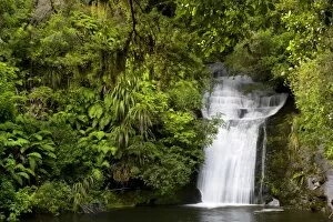 Images Dated 13th March 2008: Waterfall - water flowing over rocks into a basin in lush temperate rainforest with ferns and lichen