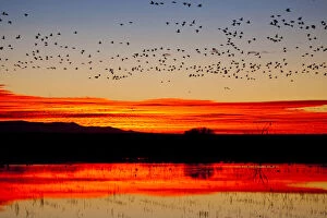 Bosque Gallery: Waterfowl on roost at sunrise, Bosque del