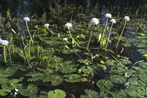 Waterlilies At Yellow Waters, Cooinda, in Kakadu National Park. A World Heritage listed National Park with wetlands of International Importance (Ramsar Convention)