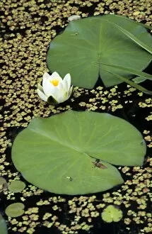 Images Dated 1st July 2008: Waterlily