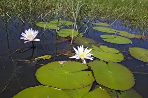 Waterlily. Bangweuleu Marsh - Zambia