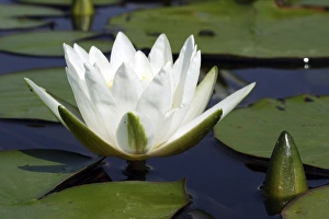 Lily Collection: Waterlily - flower