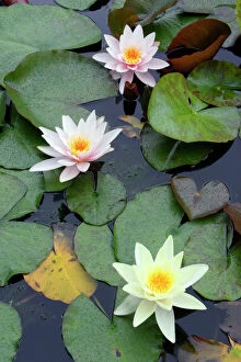 Ponds Collection: Waterlily - flowering plant in garden pond, Lower Saxony, Germany