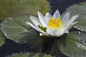 Images Dated 28th April 2006: Waterlily - with frog resting in flower. Bangweuleu Marsh - Zambia