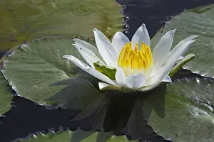 Waterlily Prints: Waterlily - with frog resting in flower. Bangweuleu Marsh - Zambia
