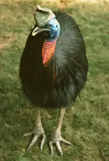 Wattled Cassowary KF 7354 Casuarius © Kenneth W. Fink / ARDEA LONDON