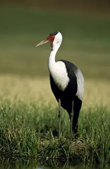 Wattled Crane CAN 1711 South Africa Grus carunculatus © John Cancalosi / ARDEA LONDON