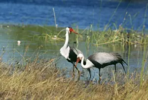 Wattled Crane CH 5663 IUCN Endangered Chobe National Park, Botswana, Africa. Grus carunculatus © Clem Haagner / ardea. com