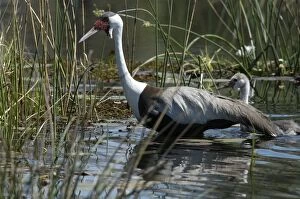 Wattled Crane with Chick - walking in water